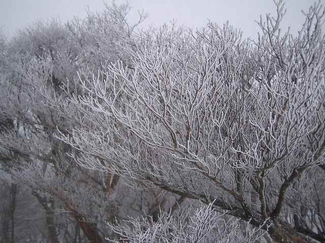 宮指路岳・樹氷が付き始めた枝。