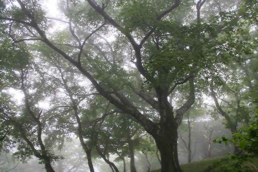 6月、3本ブナの大木が有る緑濃い。。