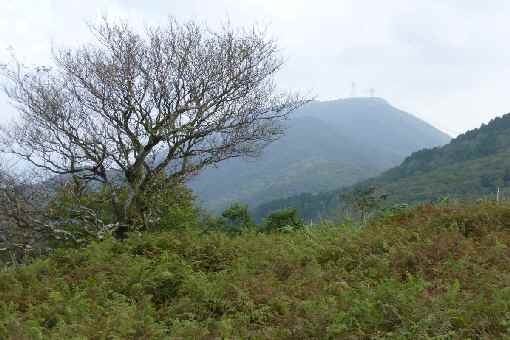 霞む藤原岳。定点観測用の木枯れ始める。