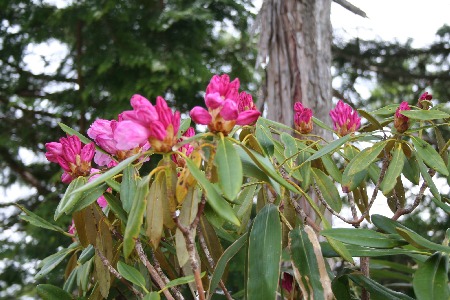 石楠花の蕾。