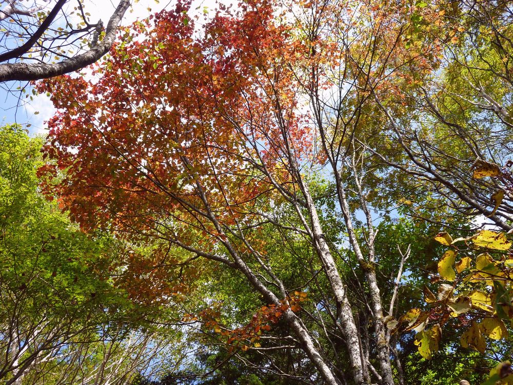途中紅葉が始まった木が有りました。