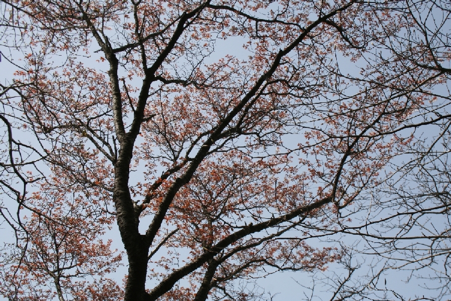 山桜。