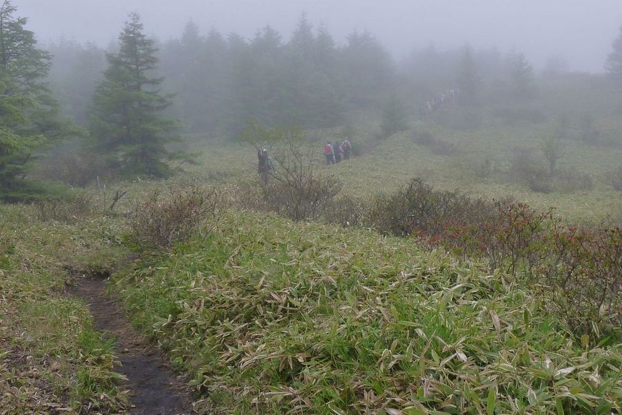 霧の登山道、レンゲツツジはまだ蕾です。