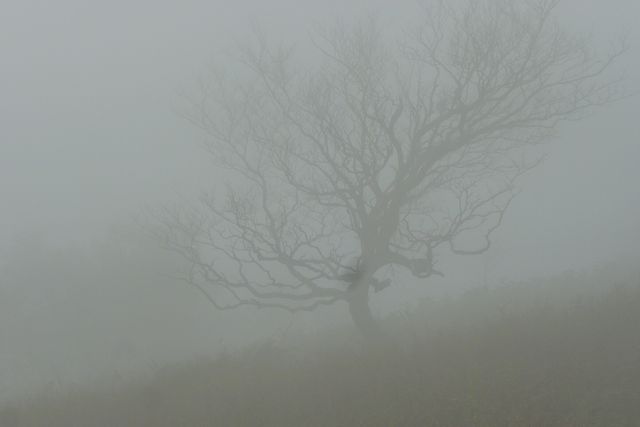 霧にかすむ樹木。
