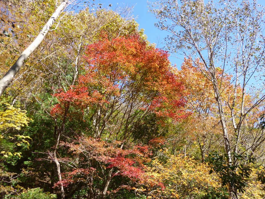 伊勢谷の紅葉、中腹まで紅葉は降りてきた。空が綺麗。