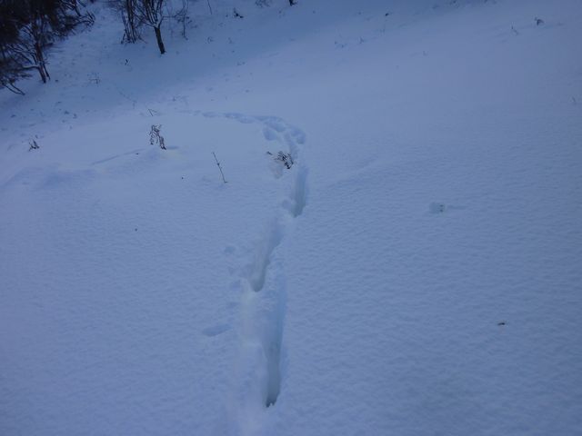 鹿のトレース、雪が深く50センチは有る。