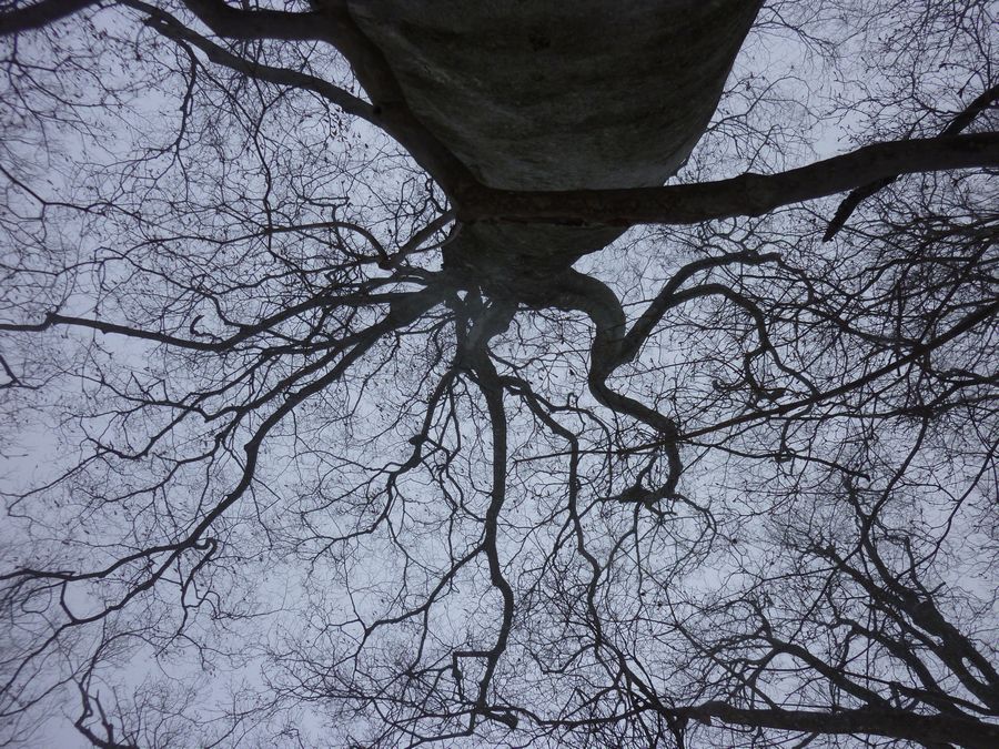ブナの木の下から頭を幹に付けて撮影、雪は被っていない。