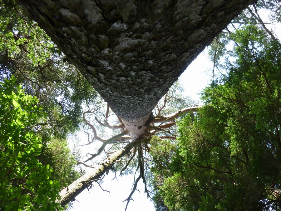 赤松の大木・頭のてっぺんを樹に付けて真上を見上げる。