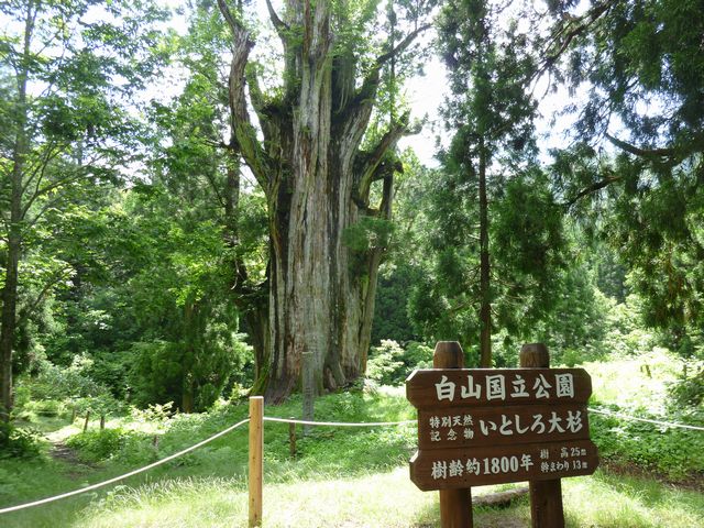 いとしろ大杉（樹齢1800年・幹周り13m）
