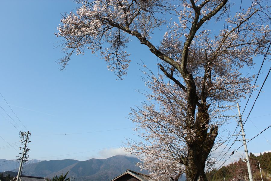 時宮前の桜五分咲き・地面が舗装なので勢が弱い。