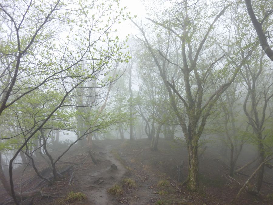 霧の森と尾根もう少しで山頂。