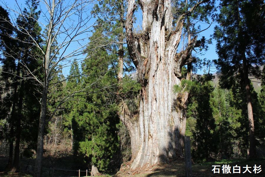 樹齢1800年石徹白大杉癒しの空間。
